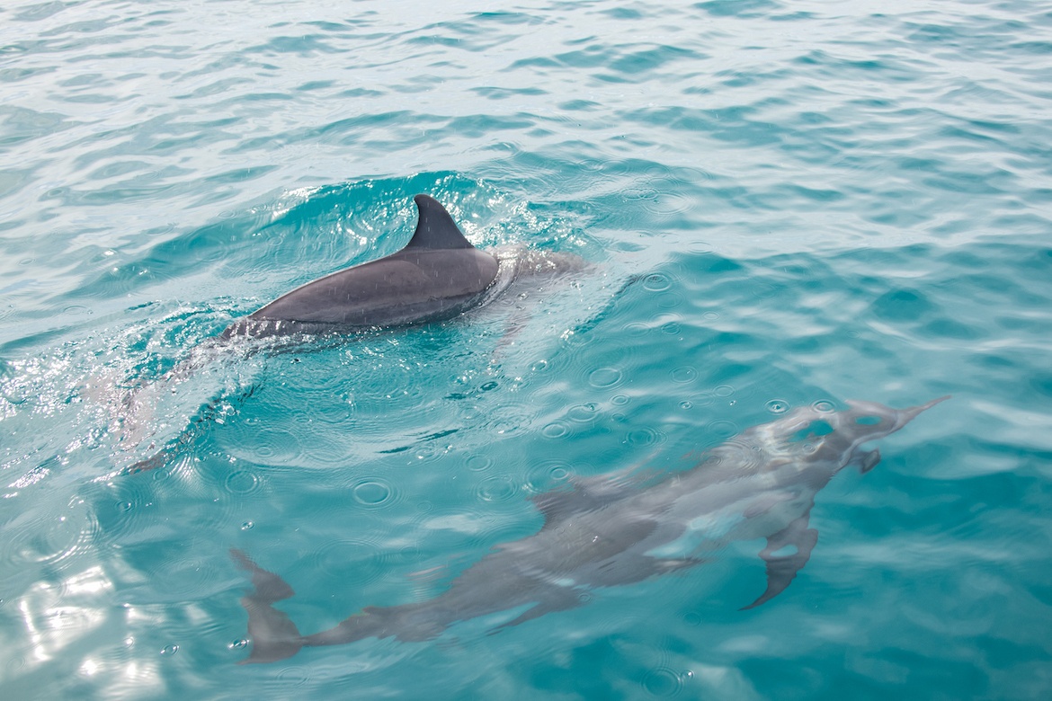 Dolphins in Volivoli, Fiji