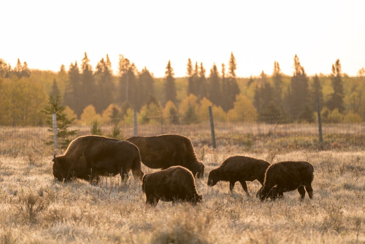 Bison in Riding Mountain National Park