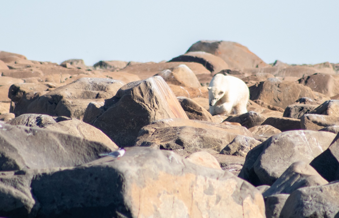 Polar bears in Churchill, Manitoba