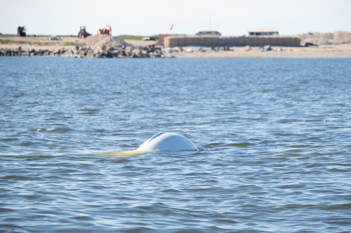 Belugas in Churchill, Manitoba