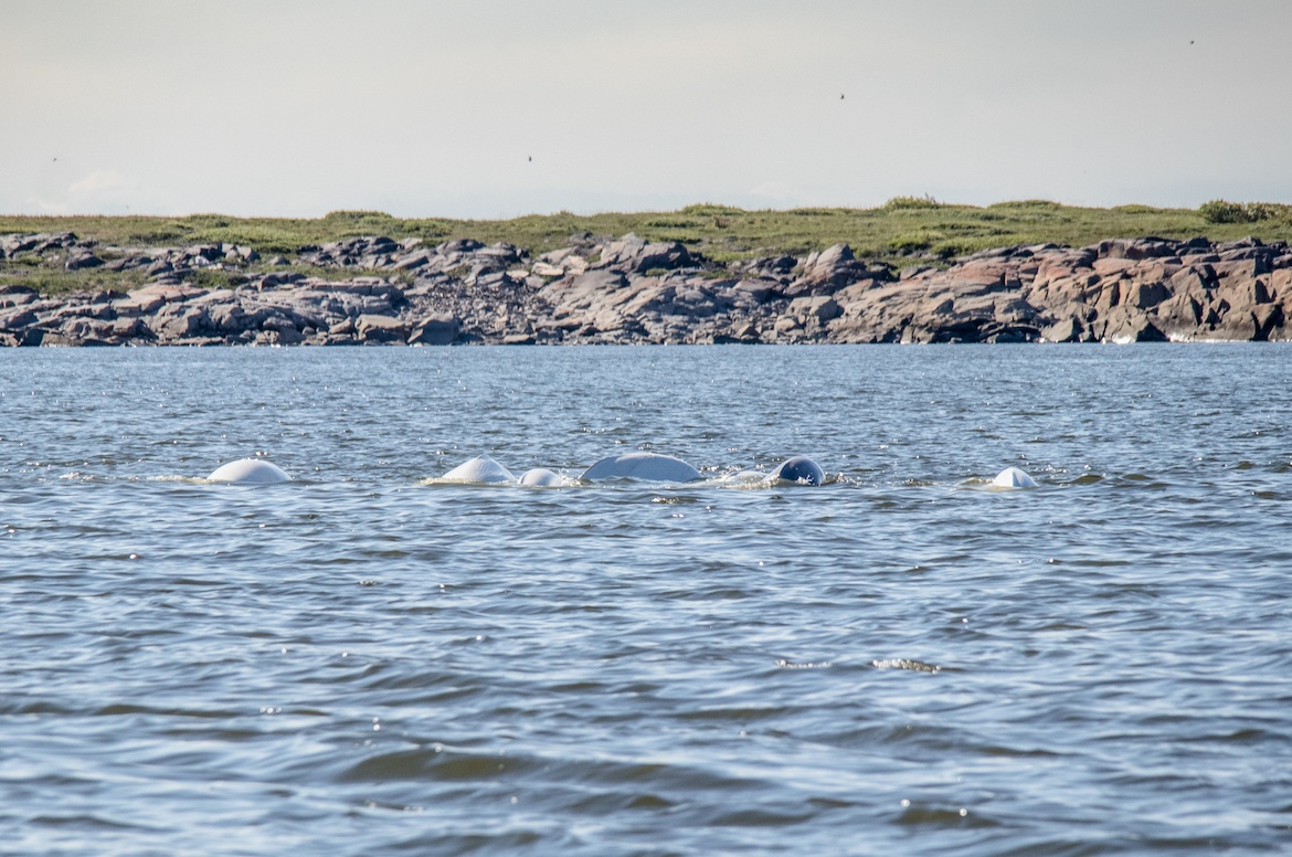 Belugas in Churchill, Manitoba