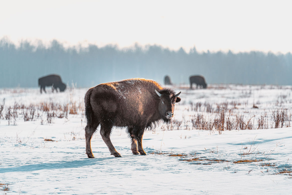 Bison in Elk Island National Park. 