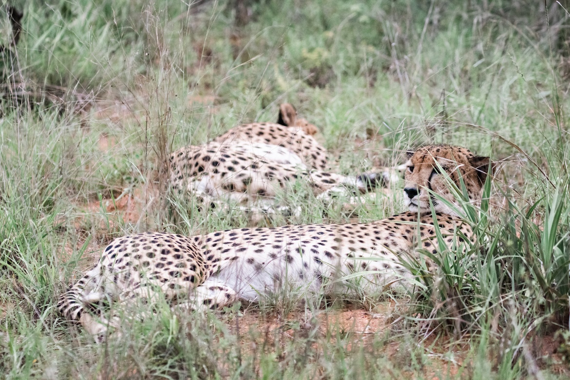 Cheetahs in Karongwe Private Game Reserve, South Africa