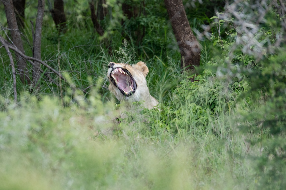 A yawning lion in Karongwe Private Game Reserve, South Africa