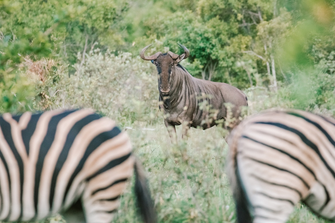 A buffalo and zebras in Kruger National Park