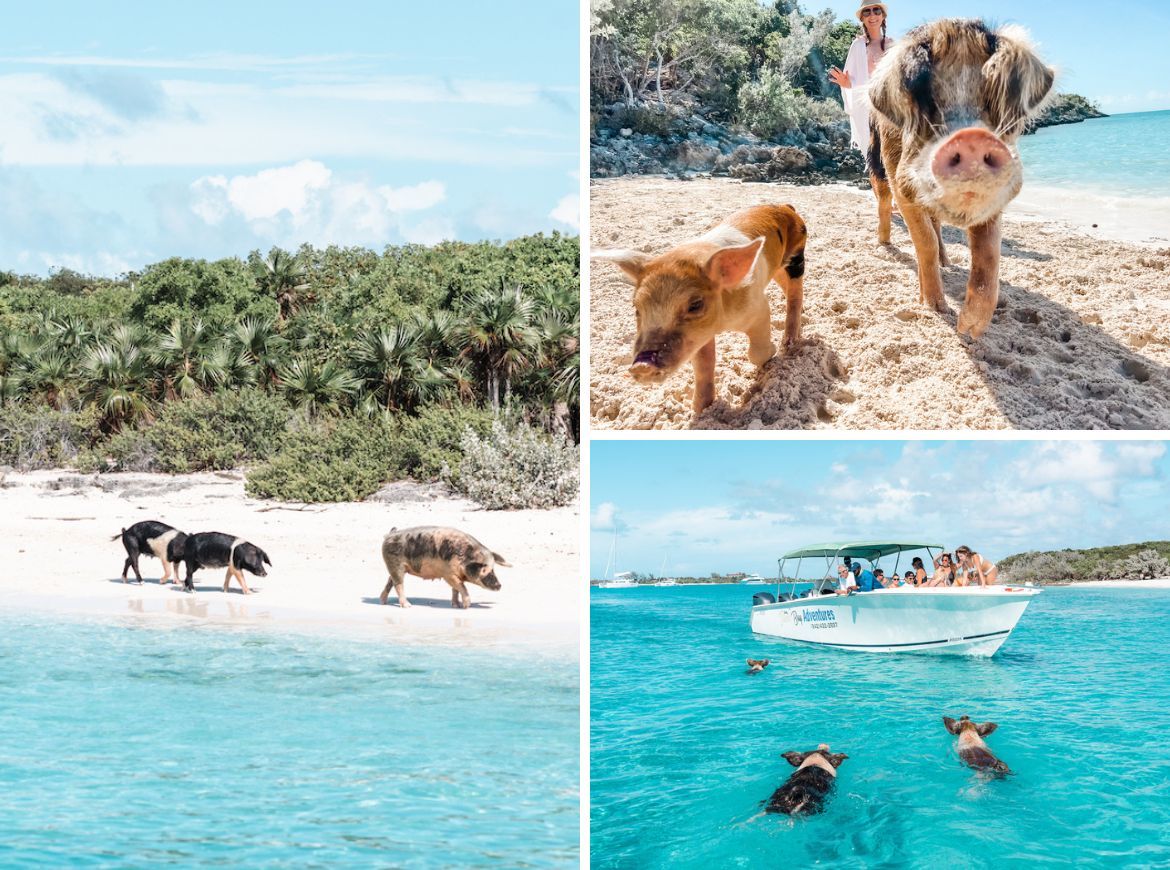 Pig Island in the Bahamas