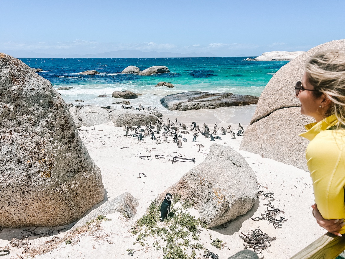 The Boulders Beach penguins in Cape Town, South Africa