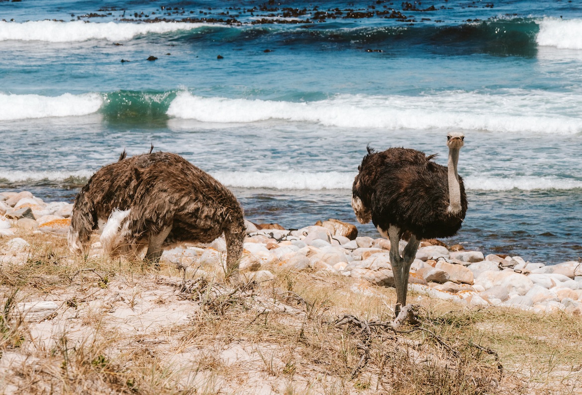 Ostriches near the Cape of Good Hope
