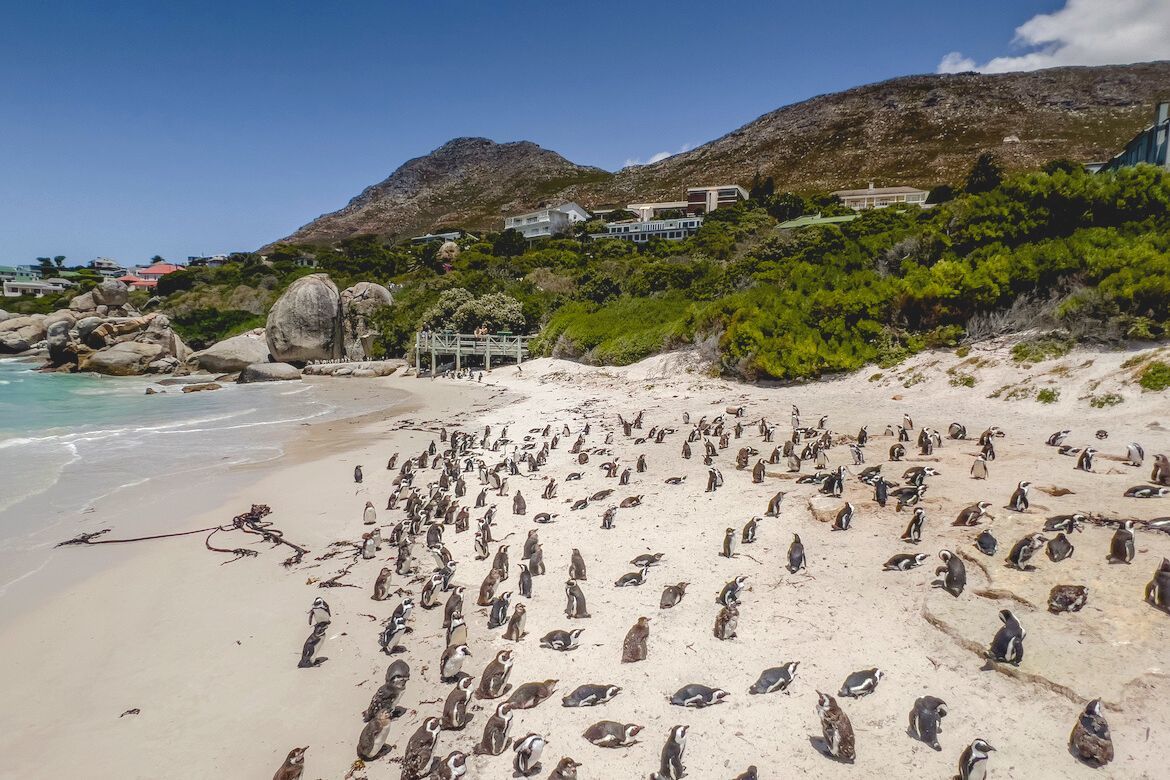 The Boulders Beach penguins in Cape Town, South Africa