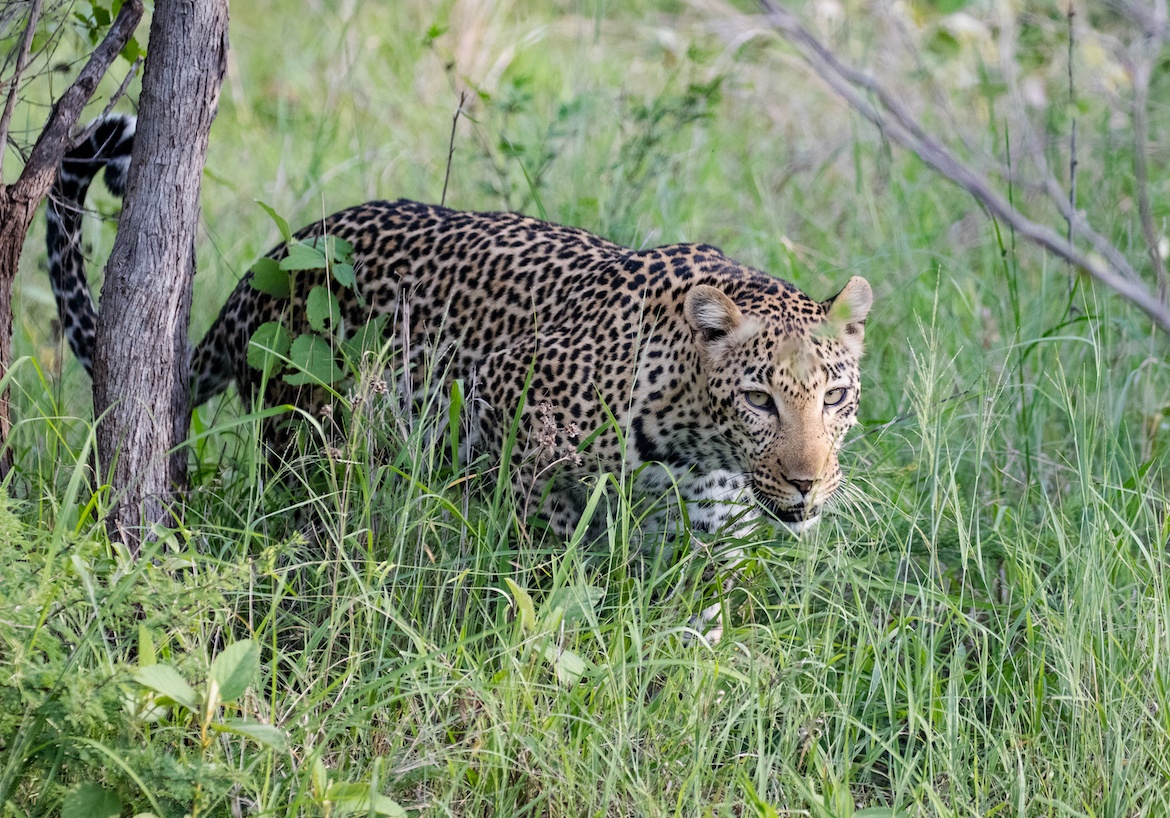 A leopard near Kruger National Park