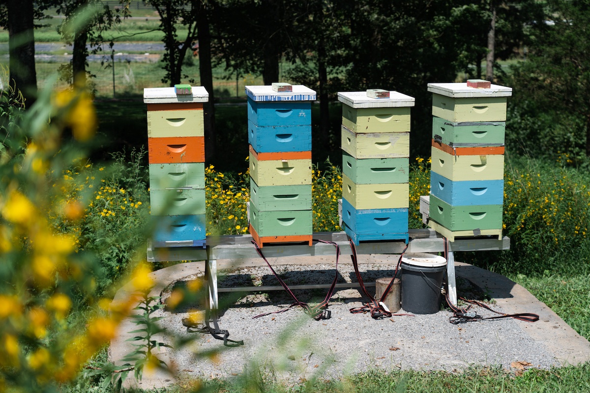 An apiary at Southall Farm & Inn in Tennessee