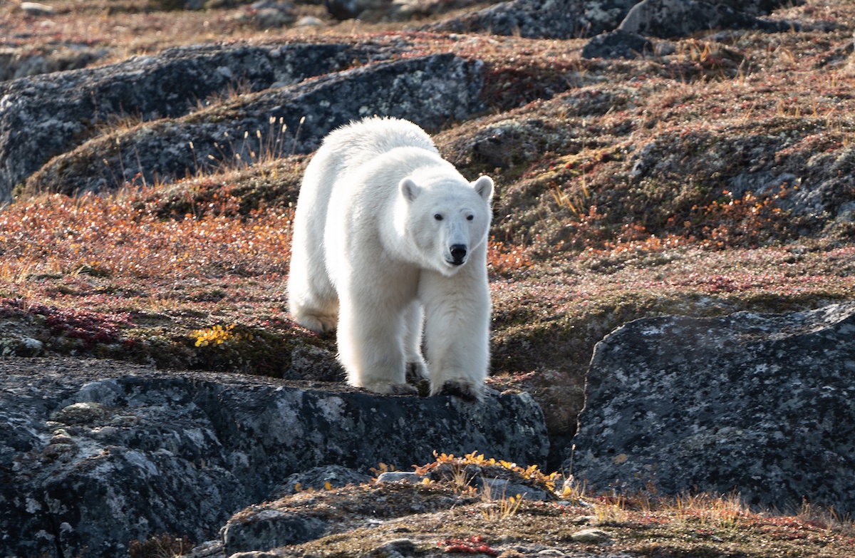 Guests on Adventure Canada cruises see a polar bear in Torngat Mountains National Park