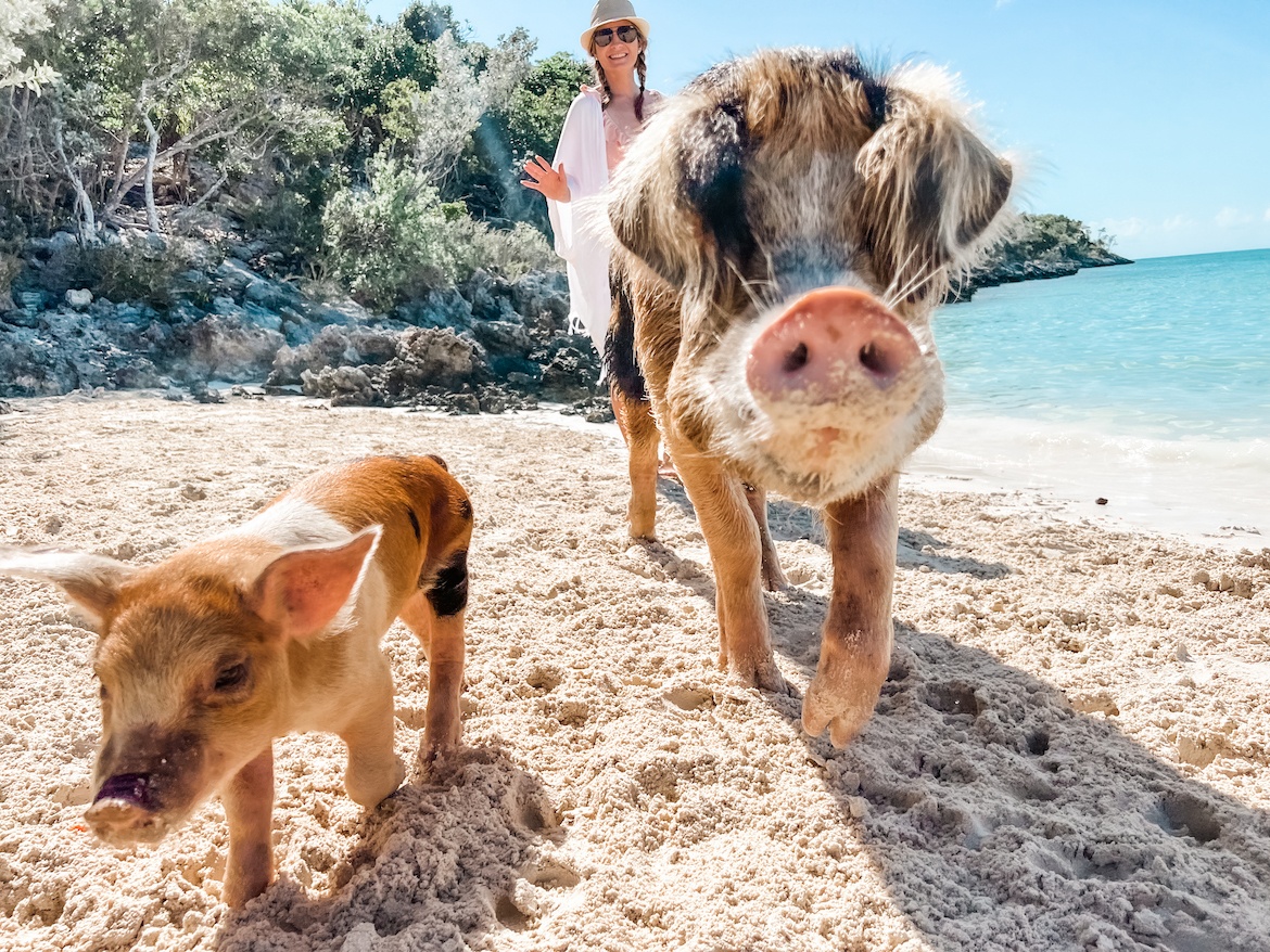 Bahamas pigs on Pig Beach