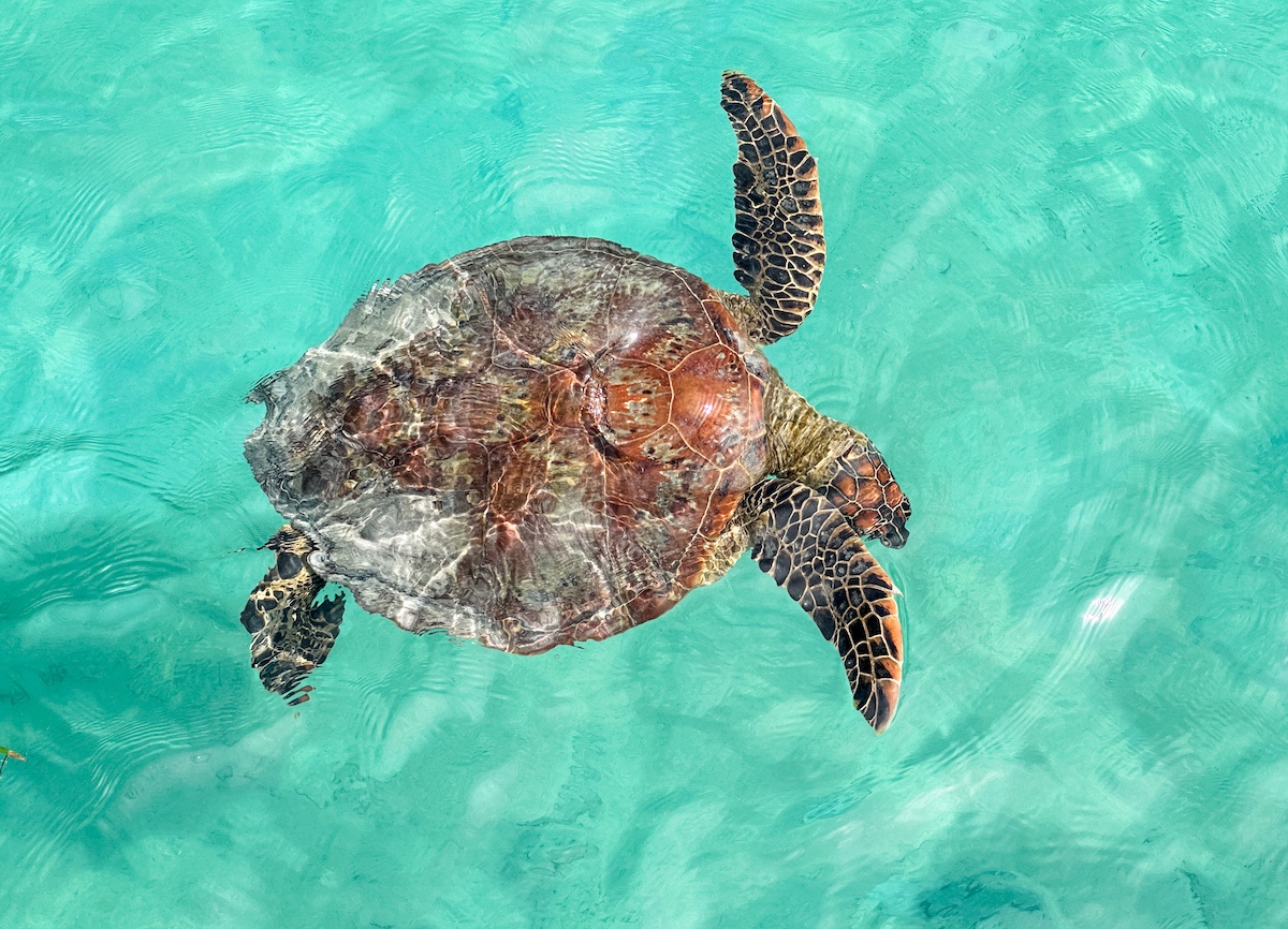 A turtle in the New Caledonia lagoon
